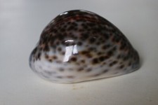 collection coquillage CYPRAEA