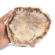 Tranche de Bois Pétrifié