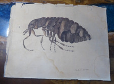 AQUARELLE SUR PAPIER  peinture anatomicale 19eme siecle puce , 40cm x 30cm