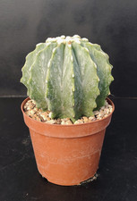 Ferocactus glaucescens f