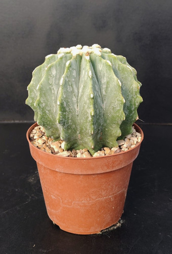 Ferocactus glaucescens - , f