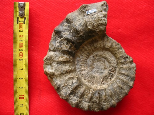 Ammonite callovien - du,