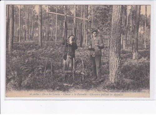 Landes chasse la palombe - landes:,