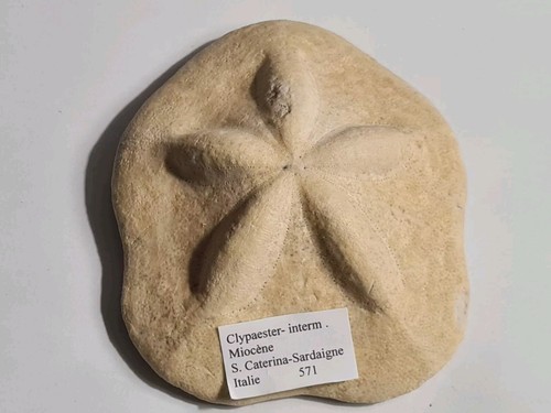 Oursin fossile clypeaster - fossile:,
