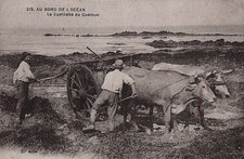 44  CPA  DEBUT 1900  AU BORD DE L'OCEAN LA CUEILLETTE DE GOËMON