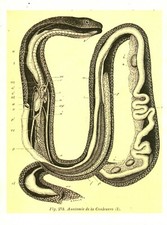 Cabinet de curiosité planche