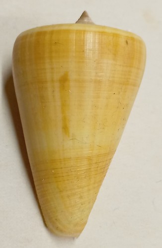Conus quercinus - conus, (lividoconus)