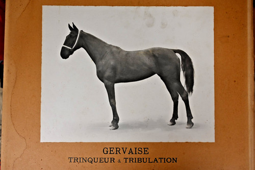 Photo cheval georges - cheval,