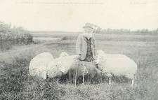 *15469 Carte Reproduction - Quéron - le vieux douanier Beaufils et son troupeau
