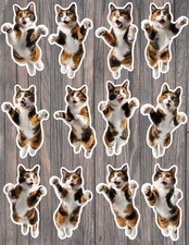 Scaredy Calico Cat Die Cut