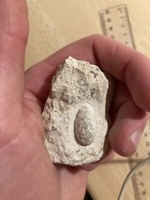 Oeuf de serpent fossile