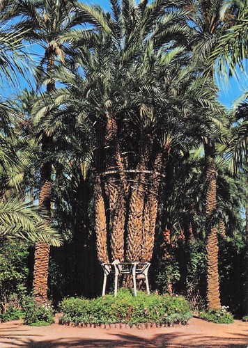 Espagne elche huerto - huerto, del