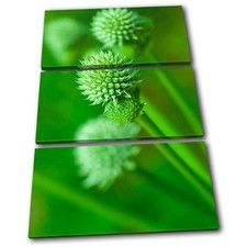 Plant Nature Natural Organic