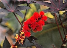 DOM-TOM-MARTINIQUE RICIN ROUGE-N�TB3556-B/0165