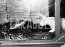 Photo de presse vintage