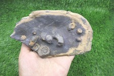 Very Rare Platyclymenia &