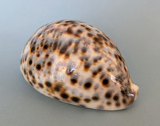 Cypraea Tigris blanche 101,7