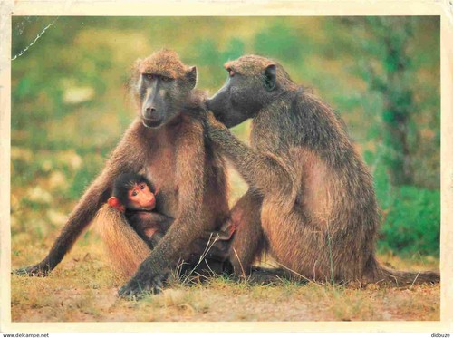 Carte postale animaux - postale,