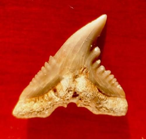 Dent requin fossile du - dent, de