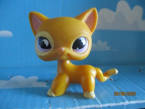 Petshop chat europeen 855 - petshop,