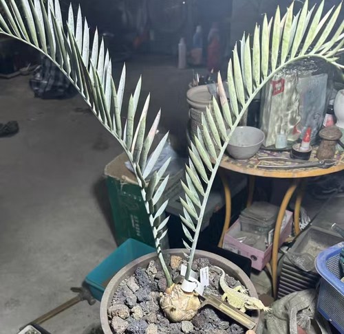 Rare cacti encphalartos - rare,