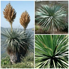 30 graines Nolina nelsonii, Beaucarnea nelsonii , mangeur,seed succulents F