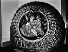 ANCIENNE GRANDE PHOTO D'ART