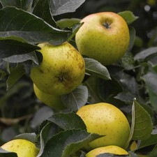 Pommier ancien 'Reinette de