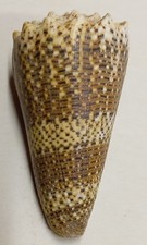 Conus (Stephanoconus) imperialis Polynésie Française Tahiti 78,4 mm N°3