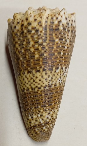 Conus - , (stephanoconus)