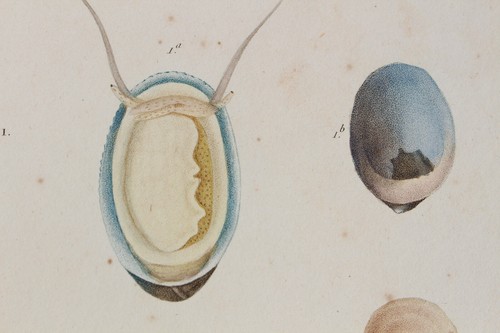 Molluscs engraving animal - molluscs,