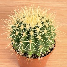 Echinocactus grusonii, pot 10