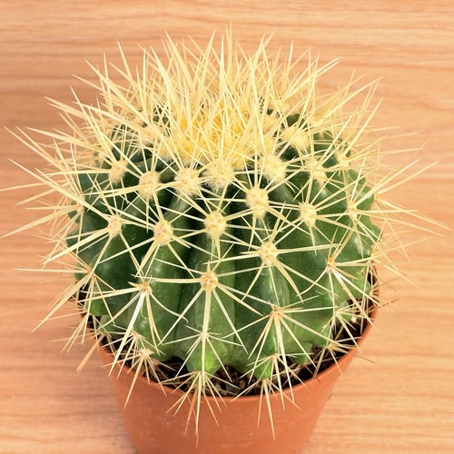 Echinocactus grusonii pot 10 - grusonii,,