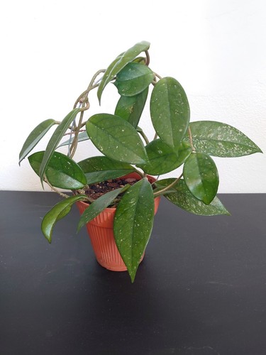Hoya carnosa - hoya,