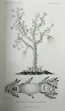 LACAZE-DUTHIERS, Henri