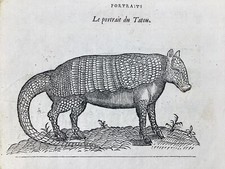 Tatou 1557 Mangouste d'Égypte