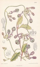 Ceropegia Thorncroftii South Africa Botanique Fleur Botany Lithograph Curtis