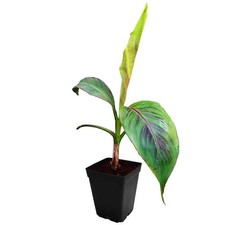 Musa sikkimensis 'Red Tiger' - Bananier du Sikkim Manipur