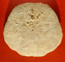 Oursin fossile miocène - miocÈne, de