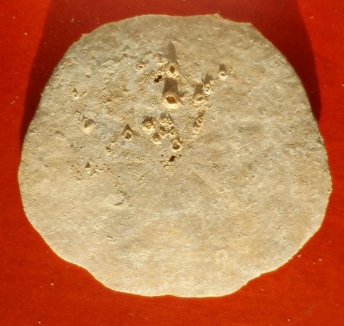 Oursin fossile miocène - oursin,