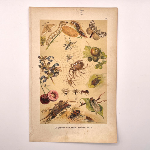 1901 chromo print - 1901,