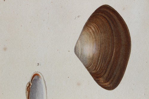 Molluscs engraving animal - engraving,