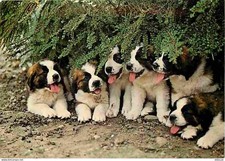 Carte postale animaux - carte,