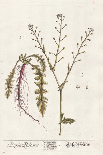 Hirtentäschel capsella - hirtentäschel,