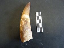 Dent de Spinosaure 9 cm Spinosaurus Aegypticus Dinosaure Fossile Maroc