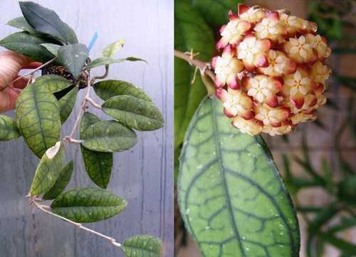 Hoya finlaysonii,