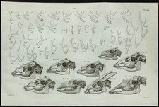 1836 - Bois et crânes de