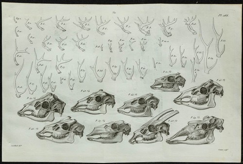 1836 bois crânes - 1836,