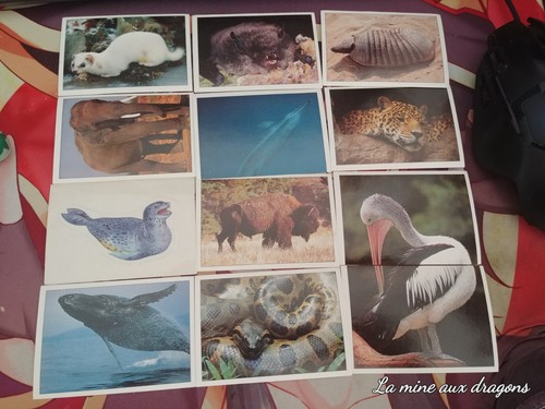 Lot sticker animaux - lot,