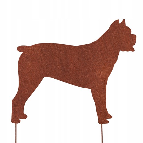 Cane corso chien - cane,